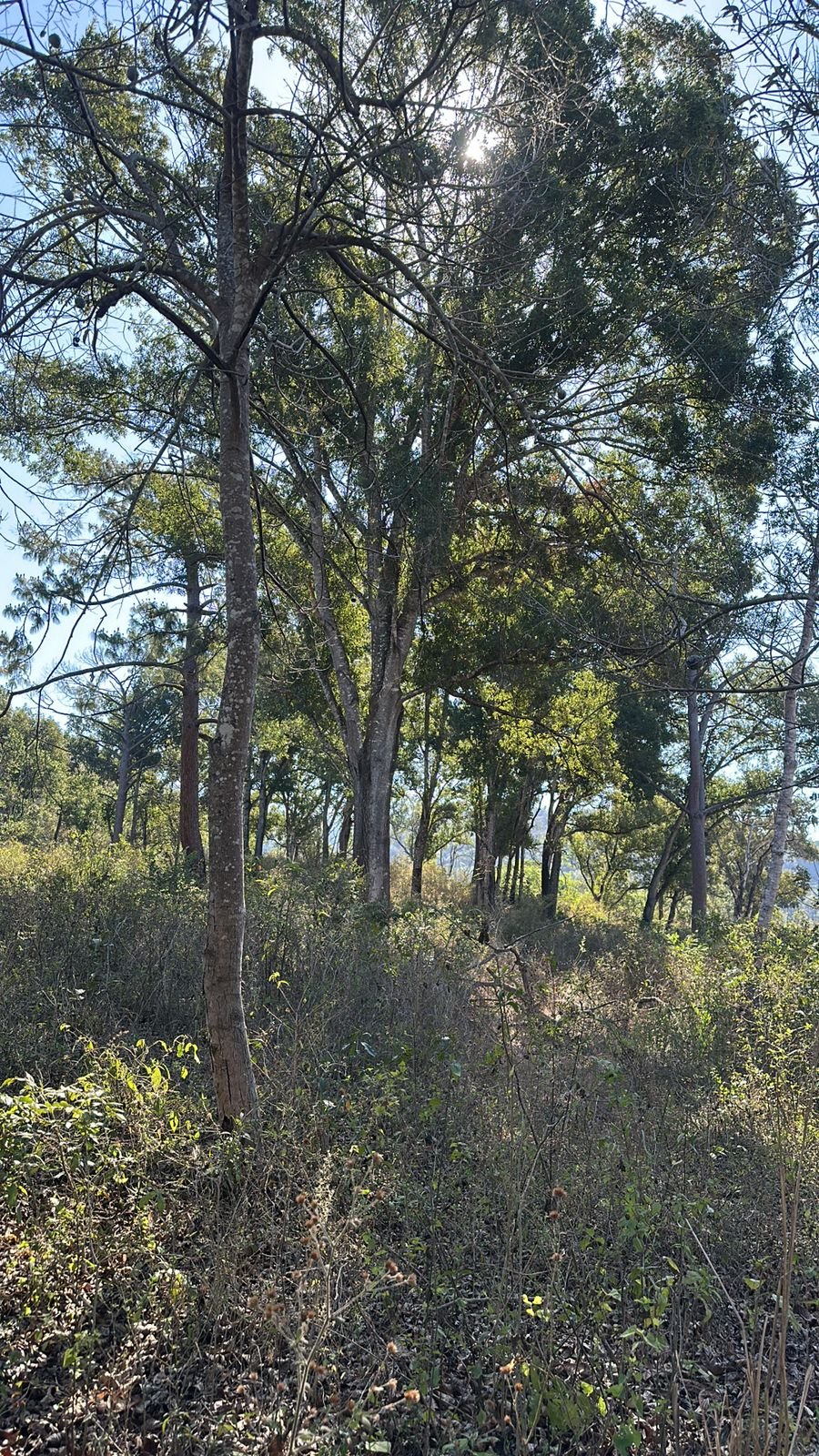 Lote Muestra_1